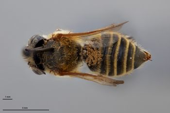 Media type: image;   Entomology 788889 Aspect: habitus dorsal view